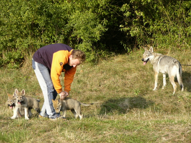 amor, airin ,artuš, dixie.JPG