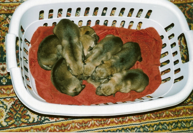 skenovat5.jpg