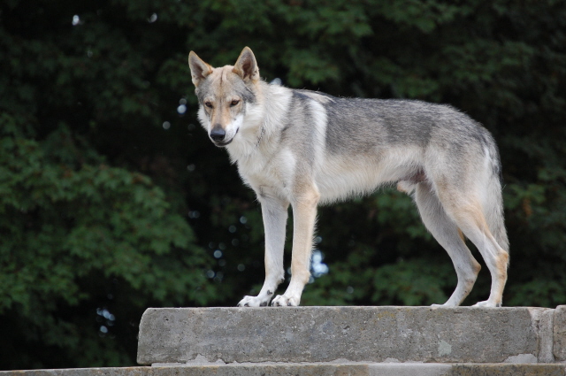 DSC_0623.JPG